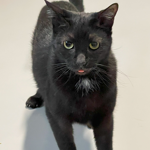 A black cat who is sticking its tongue out