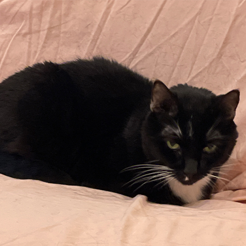 A black and white cat named Ella laying down