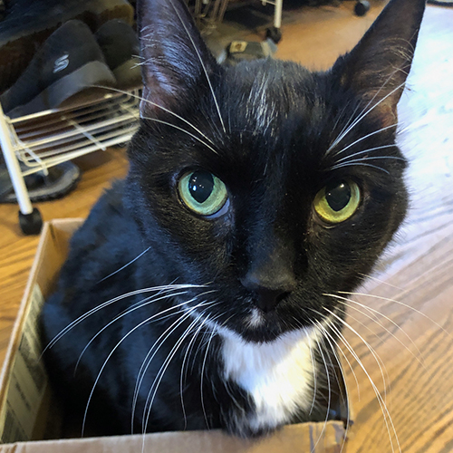 A black and white cat named Ella sitting in a cardboard box