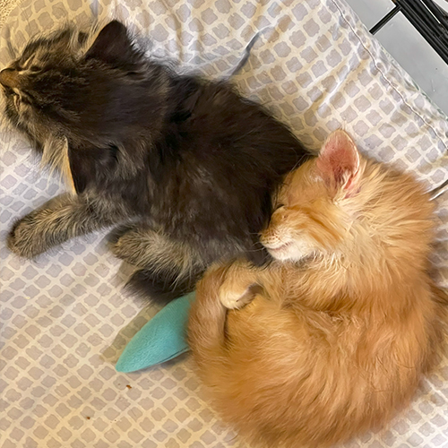 Two kittens sleeping, the one on the left is orange and the one on the right is a brown tabby