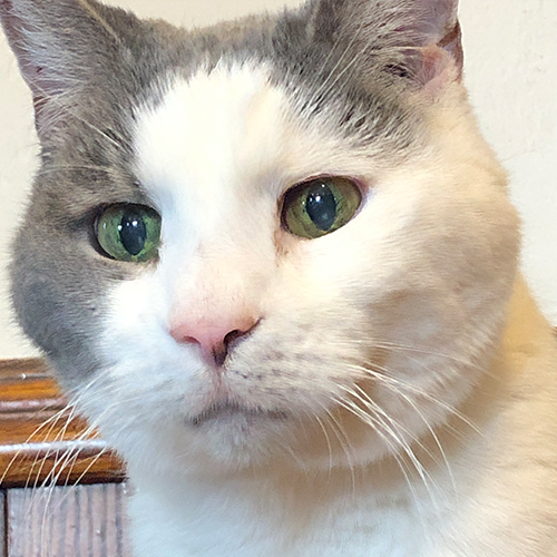 A close up photo of a grey and white cat named Loki