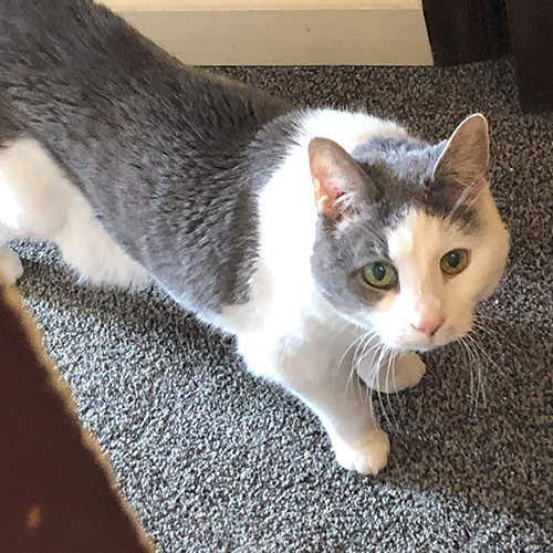 A grey and white cat named Loki staring up at the camera from the floor