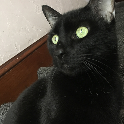 A black cat named Max sitting up