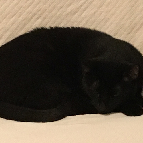 A black cat named Max laying down