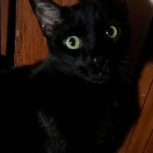 A black cat named Max sitting in front of a door