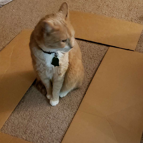 An orange cat in a cardboard square