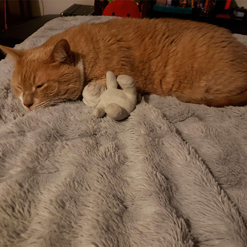 An orange cat laying down with a bear