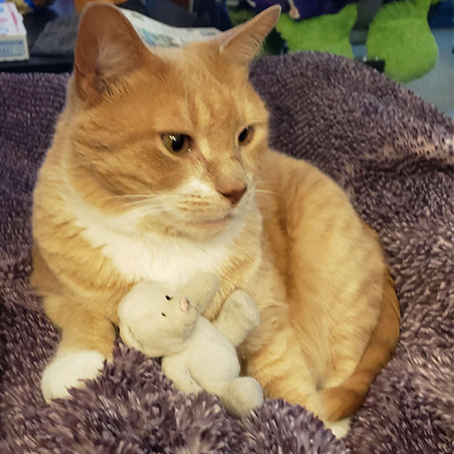 An orange sitting up with a bear