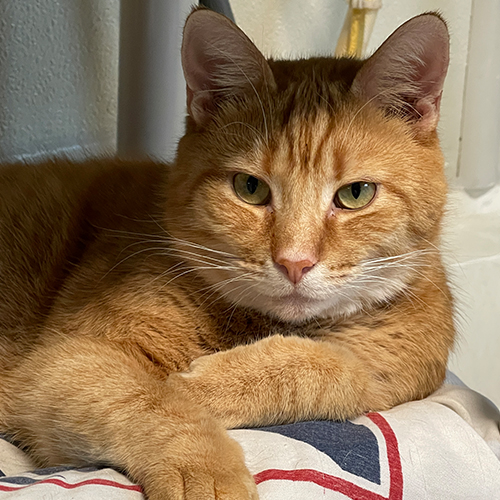 An orange cat staring at the camera