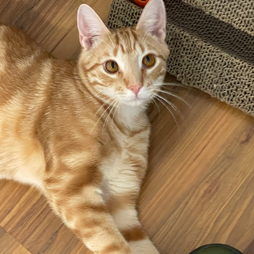 An orange cat pawing at a shoe