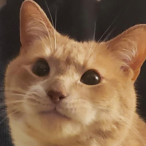 A close up of an orange cat staring at the camera