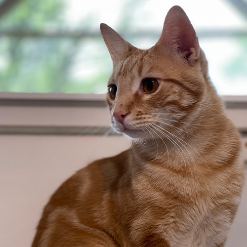 An orange cat in a window sill