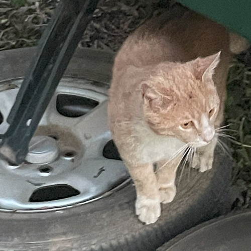 An orange cat outside, standing on a tire