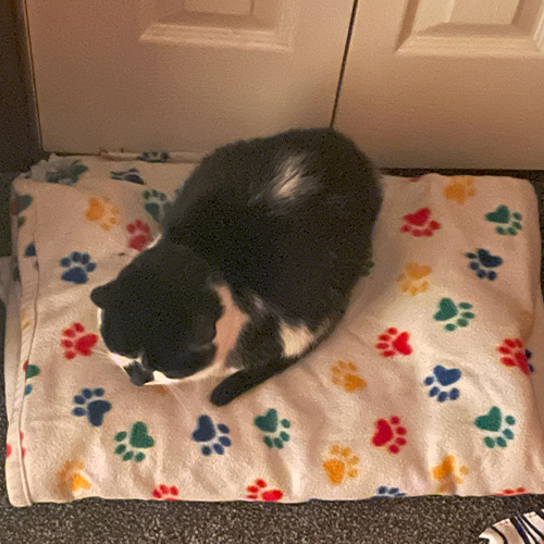 A black and white cat named Panda curled up on a blanket