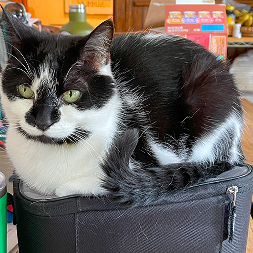 A black and white cat named Panda sitting on a lunchbox