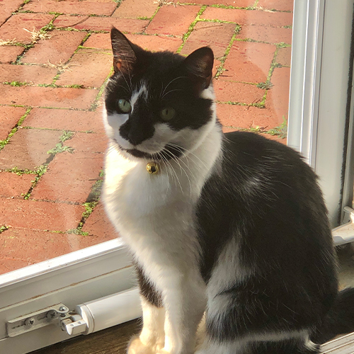 A black and white cat named Panda sitting infront of a screen door