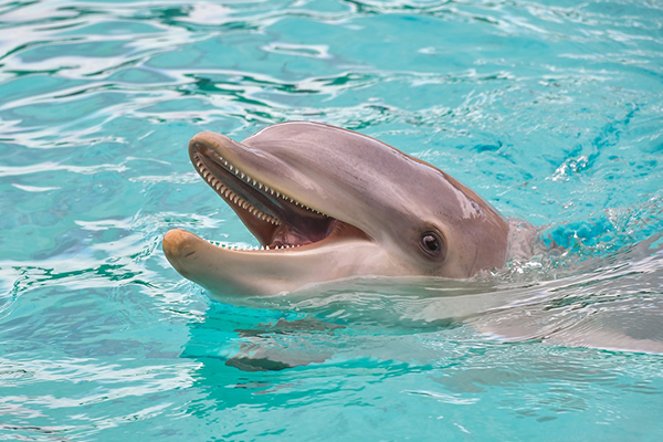 dolphin in water