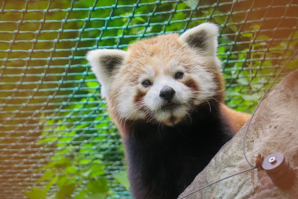 a picture of a red panda staring at the camera