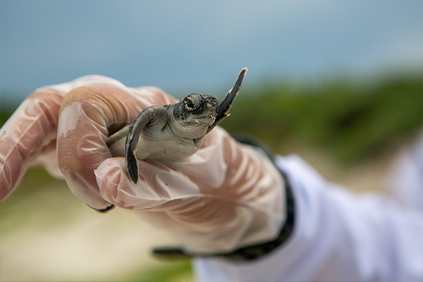 baby turtle held in gloved hand